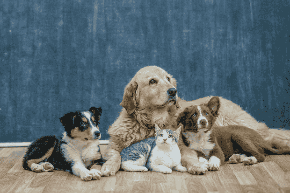 Mixed pets lying on the floor