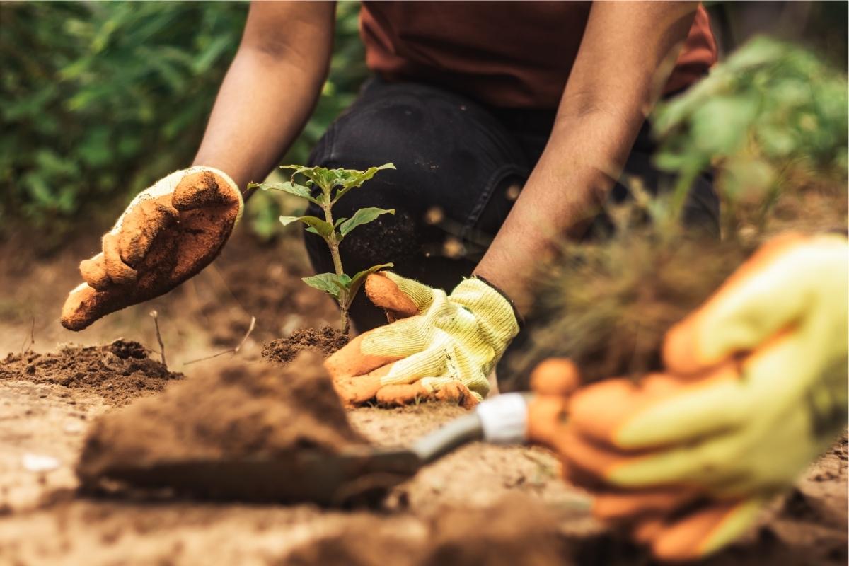 Tree planting for environmental protection